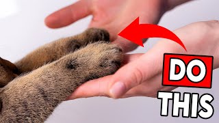 Download lagu 10 Ways to Tell Your Cat YOU LOVE THEM (They’ll Actually Understand!) mp3