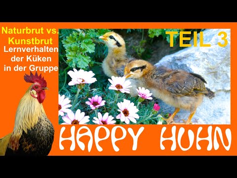 E187 Naturbrut vs. Kunstbrut Teil 3: Lernverhalten der Küken, Integration in die Gruppe - HAPPY HUHN
