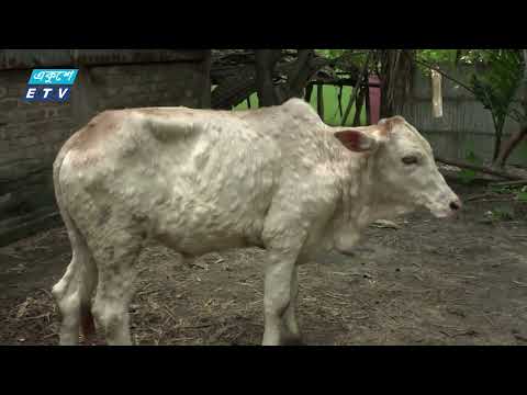 কুড়িগ্রামের দেখা দিয়েছে গরুর ‘লাম্পি স্কিন’ রোগ | ETV News