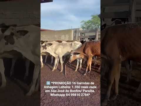 16 Garrotas de linhagem Leiteira: 1.350 reais cada em São José do Bonfim/ Paraíba.ZAP 84 99810 2784*