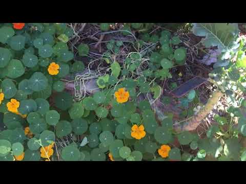 Catalina Cherry Tree