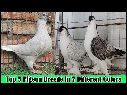 , title : 'Top 4 Big and Gorgeous Pigeon breeds in 5 different colors'