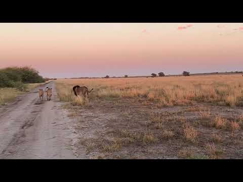 Kalahari lions roaring