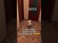 ELDER PIBB HAS WAR FLASHBACKS Pibble Dog Meme Instagram