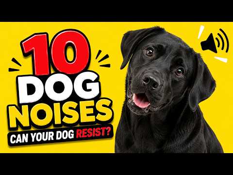 Can Your Dog Resist These 10 Dog Noises? 😳🐶