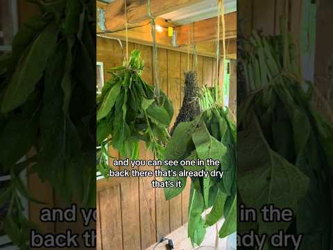 Everyone Always Asks, So Here Ya Go! Comfrey Is Amazing! #herbalmedicine #comfrey #gardening