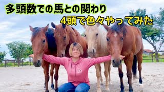 多頭数(4頭) 馬との様々な関わり
