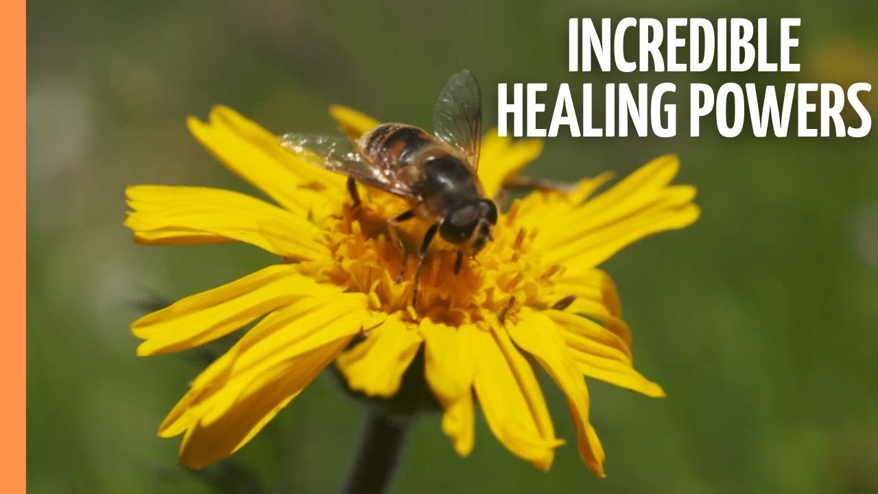 The 5 Best Documentaries About Herbs