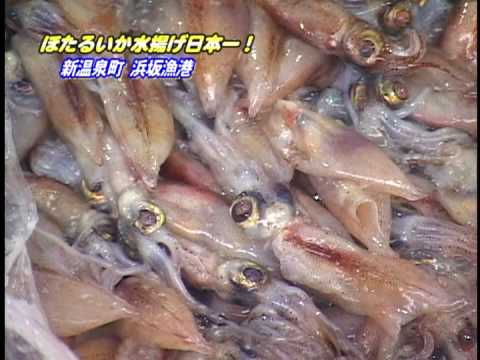 浜坂みなと ほたるいか祭り｜イベント｜鳥取市観光サイト【公式】 - 鳥取市のおすすめ観光・旅行情報