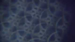 Kit Wilmans Fegradoe - Issa - Trailer by Solomon Walter Kelly - IMPREC422