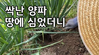 싹난 양파 땅에 심었더니 잎줄기는 잘 컷는데 알맹이는?