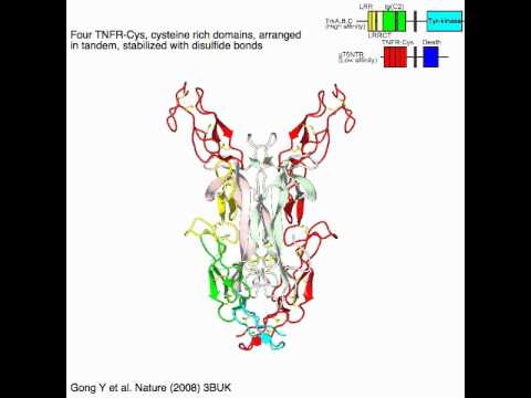 p75ntr: The Neurotrophic Receptor with a Multifaceted Role