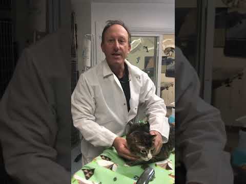 Diabetic Cat and Allergic Bull Mastiff with back injury