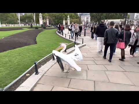 Pelican Crossing | Pelicans at the Palace #buckinghampalace #london #nature #wildlife #royalfamily