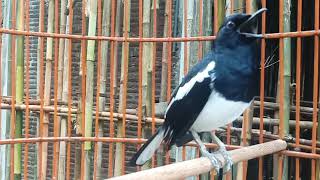 Download lagu PANCINGAN KACER BAHAN OMBYOKAN CEPAT GACOR mp3