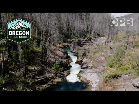 5 Jahre nach den Bränden am Labor Day in Oregon finden Wissenschaftler Überraschungen in Bächen |...