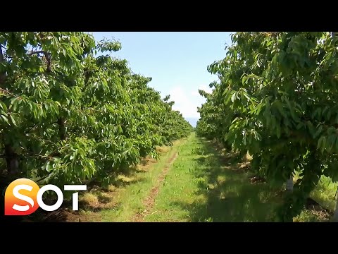 Kultivimi i qershisë, vishnjës, boronicës e mollës në Junik 19 05 2022