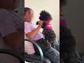 Twerk Twerk Twerk Dogshorts Puppylife Twerk
