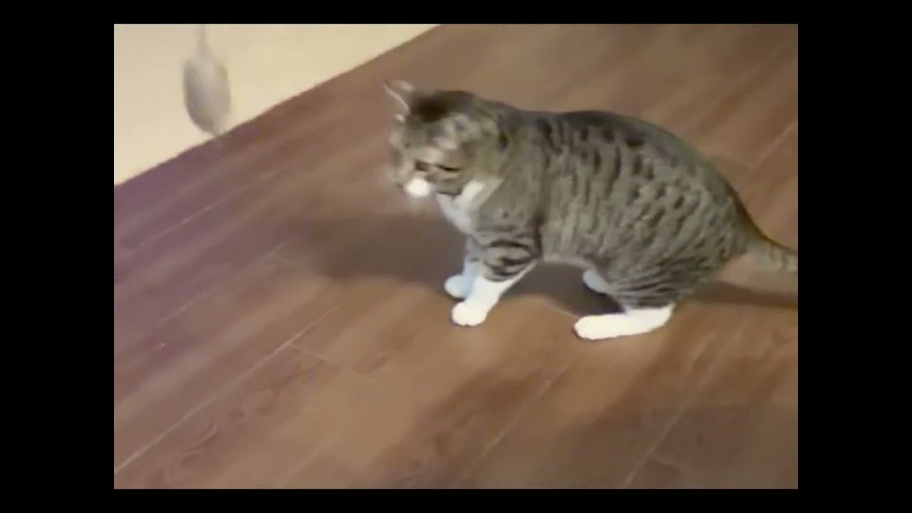 Charlie, a ADOPTABLE Tabby in Laguna Woods, CA video 3/6