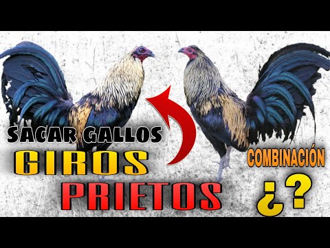 , title : 'COMBINACIÓN para SACAR Gallos GIROS PRIETOS - Gallos Finos🐓'