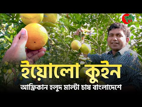 ইয়োলো কুইন ( Yellow Queen)- আফ্রিকান হলুদ মাল্টা চাষ বাংলাদেশে