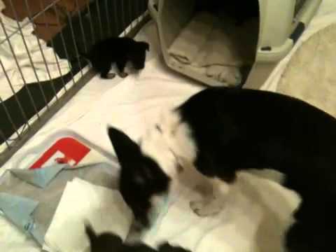 11.04.2011 Smart Working A-Litter and Elaine