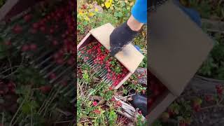 Download lagu Harvest Cranberries #fruit #food #satisfying #easyfarming #farmlife mp3 Download lagu Harvest Cranberries #fruit #food #satisfying #easyfarming #farmlife mp3