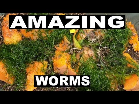 African Nightcrawlers Compost Worms- No escape!