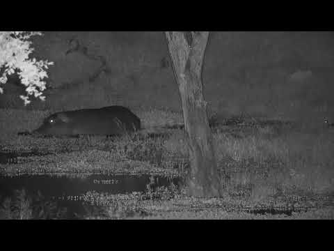 Djuma: Hippo arrives at the dam - 21:22 - 01/18/21