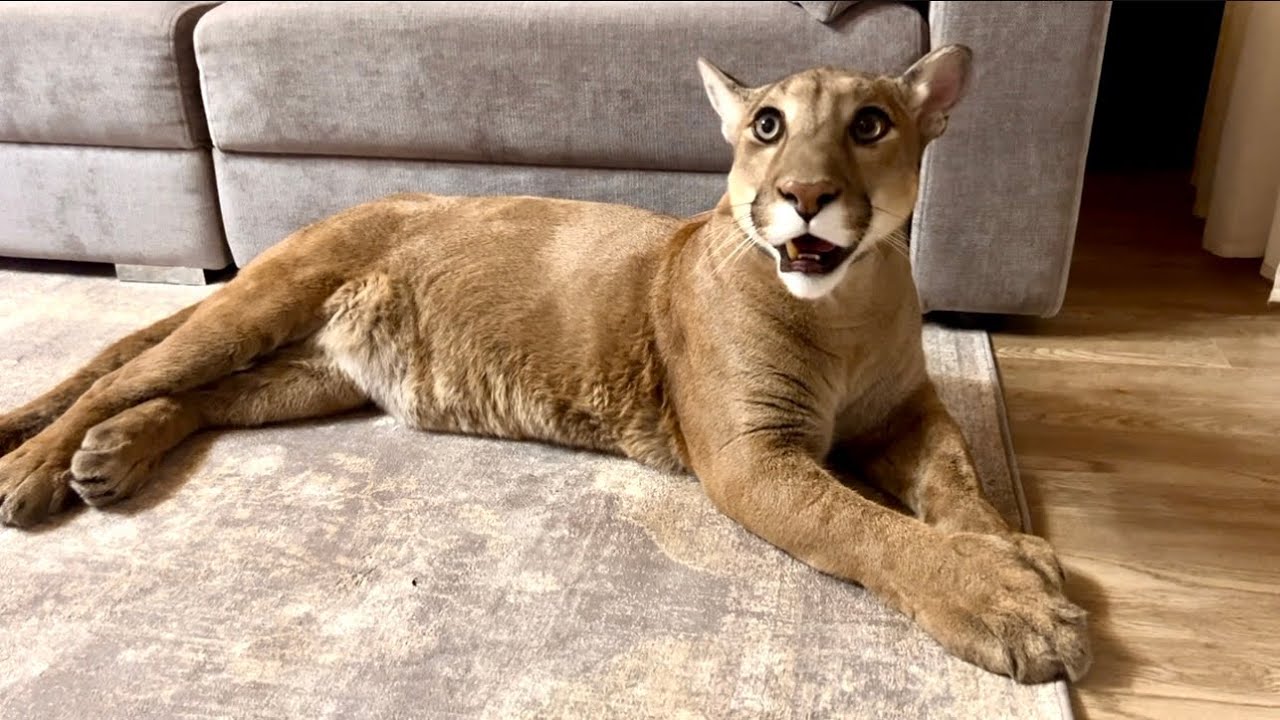 Месси был рад как ребёнок, когда вернули его ковёр! Сколько эмоций!!!