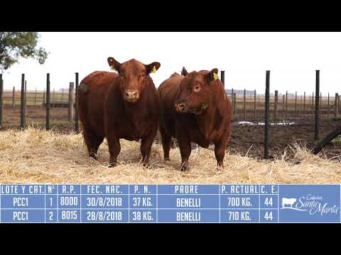 PCC1: 1 y 2 - Cabaña Santa María - Remate 2020