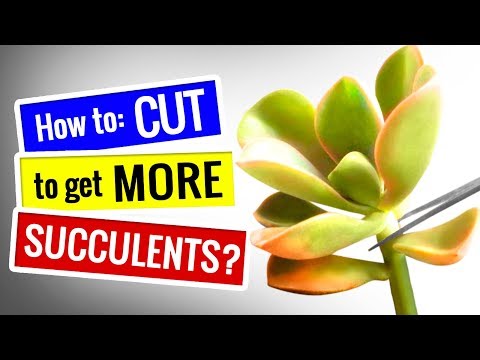 SUCCULENT PROPAGATION | How to PRUNE Succulents to get MORE pups