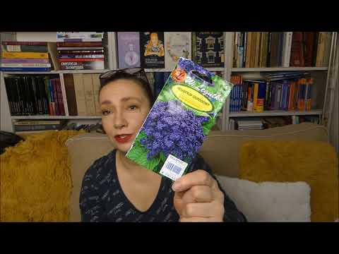 Heliotrop - wysiewamy pachnące kwiaty