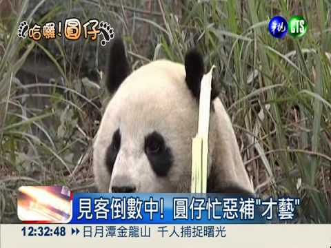 圓仔學人精! 吃竹葉卻不會嚼