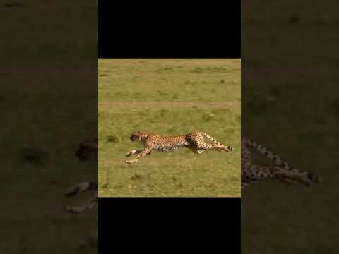 Cheetah Running Speed #cheetah