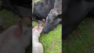 This Cow Is The Best Snuggle Buddy | The Dodo by The Dodo