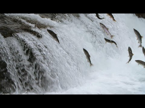 Dam busters: Tearing down concrete walls to save Atlantic salmon • FRANCE 24 English