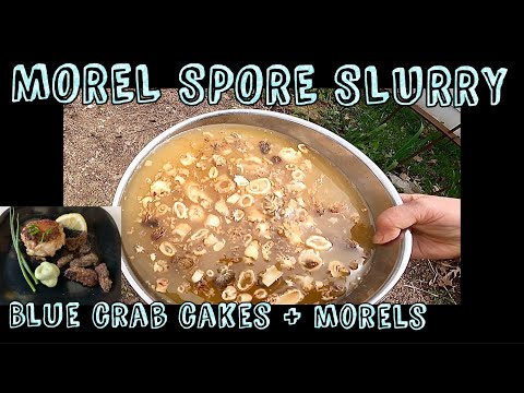 Morel Mushroom Spore Slurry, Does it Work? Plus Crab Cakes & Morels Recipe, #morelmushroomhunting