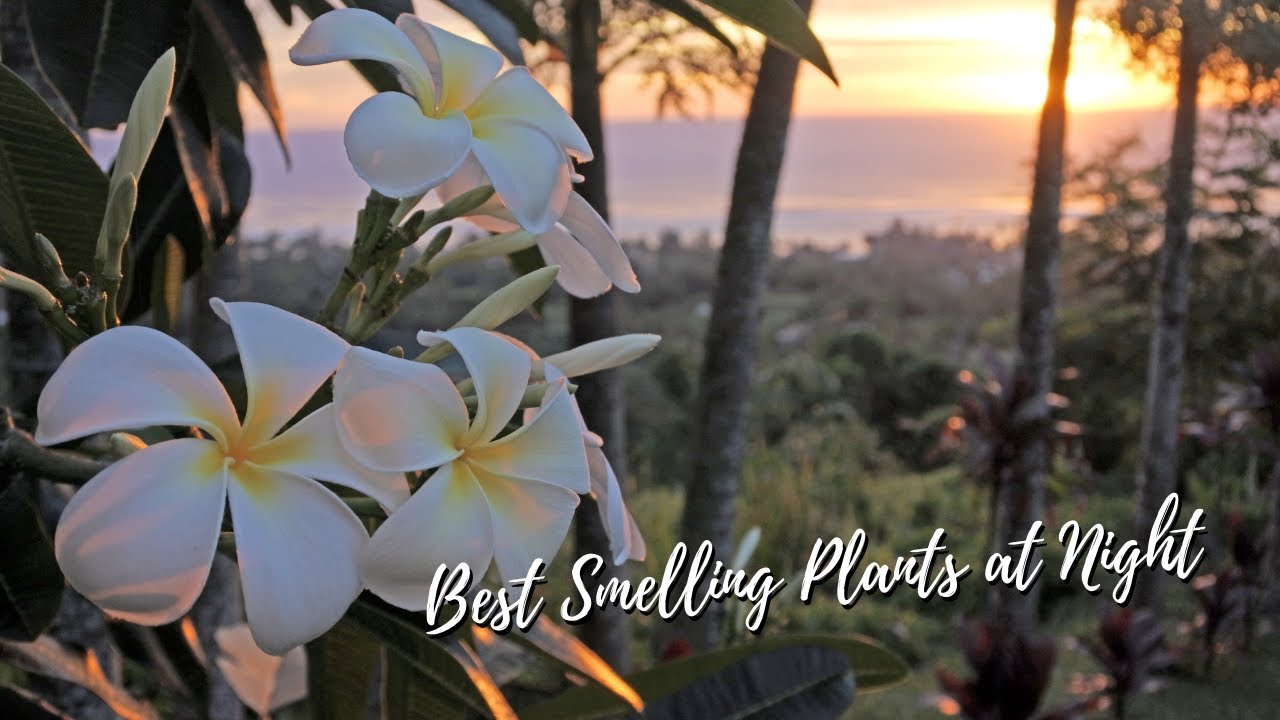 Why do plants smell at night? EN General