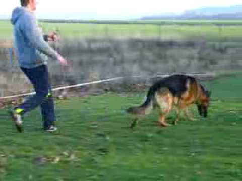 BSZS_male_gaiting1.flv