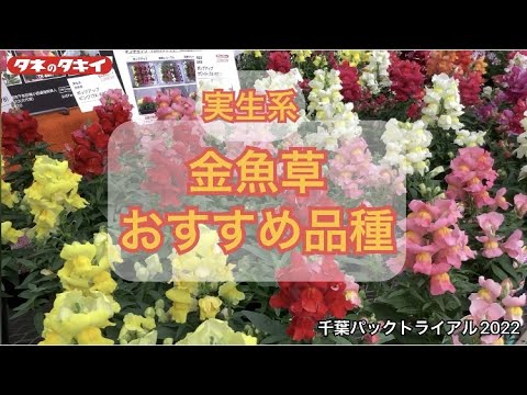 キンギョソウ 植物