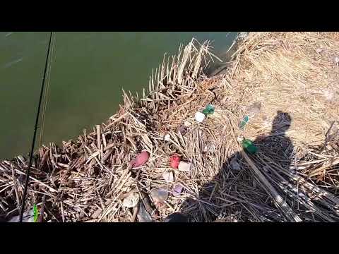 La Olt la Campu Mare după știucă . Apa foarte scăzută . Spinning passion . Pike .