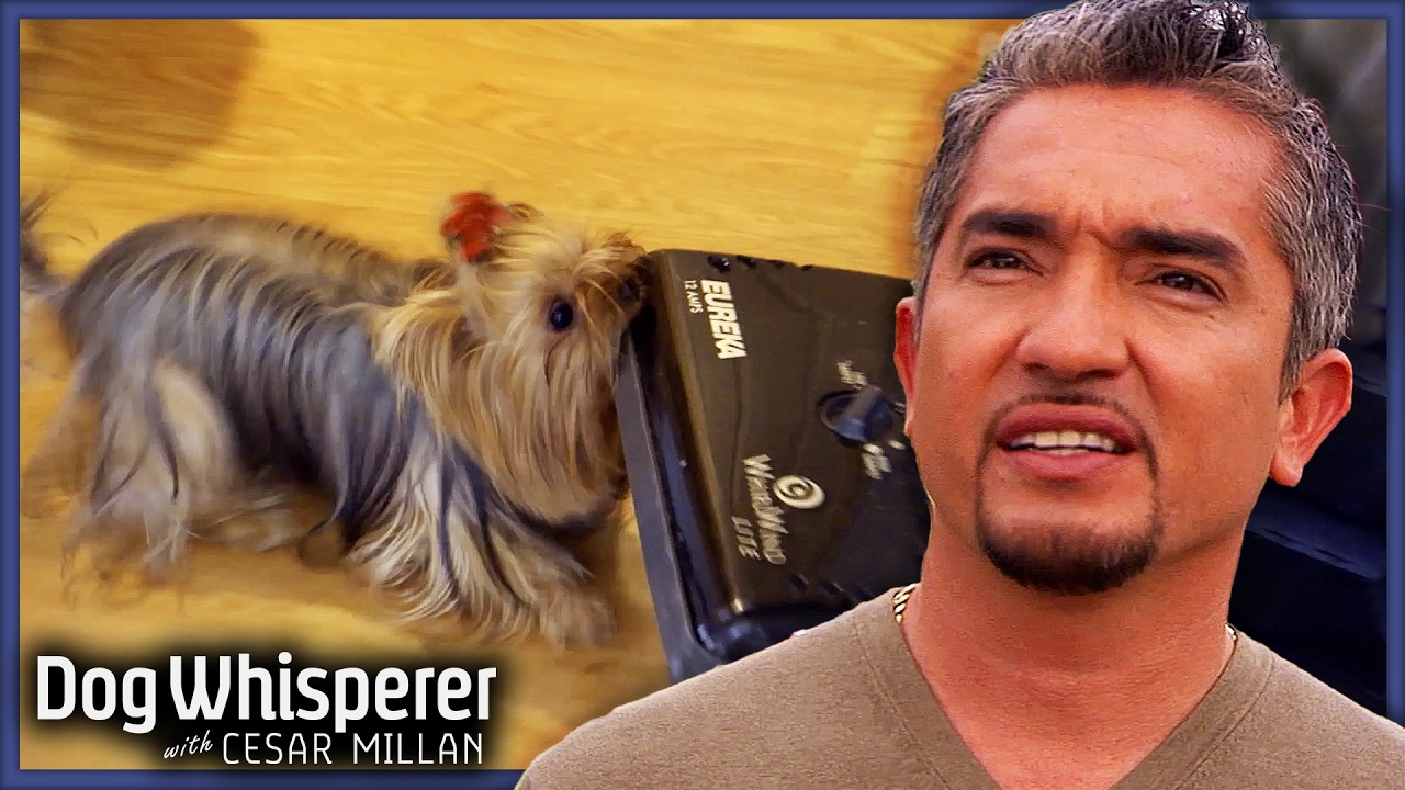 Untrained Yorkies Have Taken Over The House l Dog Whisperer With Cesar Millan