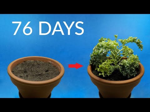 Growing KALE Time-Lapse