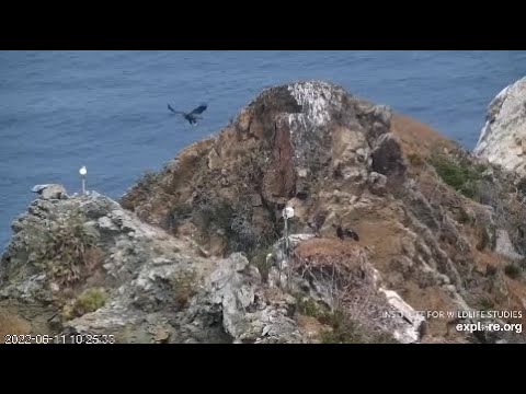 West End / WEO Cam. Ahote flew off, Mom delivers a fish. 06.11.2022