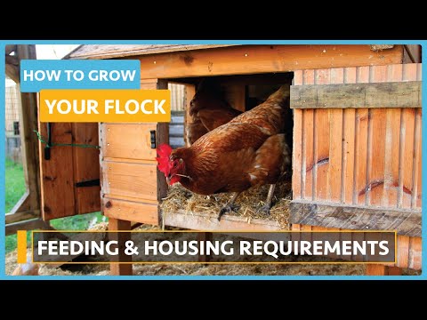 How to Grow your Flock Lesson 3 Breeds and Incubation
