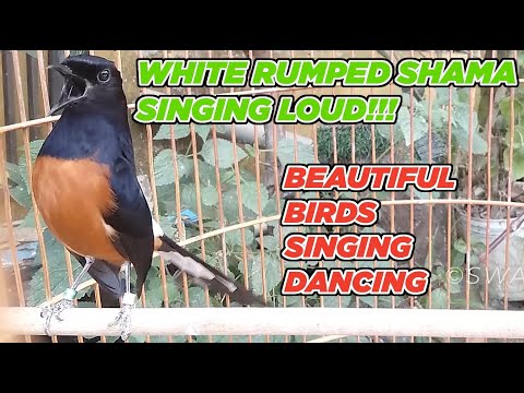 White Rumped Shama Singing Loud | Beautiful Birds Singing Dancing   