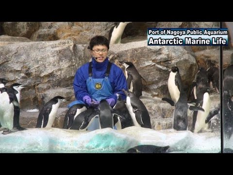 Port of NAGOYA Public Aquarium Series: Antarctic Marine Life　Penguin Encounter　(英語版 名古屋港水族館・南極の海)