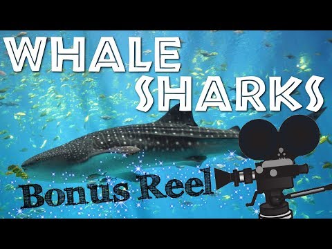ご存知ですか？ジンベエザメに関する楽しい事実 - FreeSchool Bonus Reel (Did You Know? Fun Facts About Whale Sharks - FreeSchool Bonus Reel)