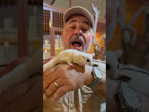 Sugar Gliders are the coolest animal and now I want one😅🤩